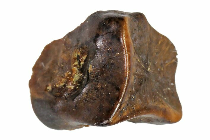 Fossil Hadrosaur (Edmontosaurus) Shed Tooth- Montana #110991